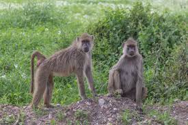Zooparkda babuinlər öldürüldü: Səbəb populyasiyanın artmasıdır